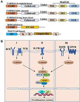 CARMA3: Scaffold Protein Involved in NF-κB Signaling